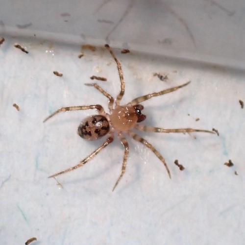 Réf. 304 820 : Dipoena submustelina